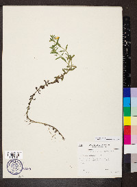 Gratiola lutea image