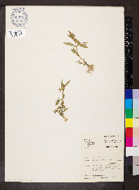 Gratiola neglecta image