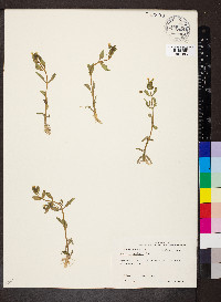 Gratiola neglecta image