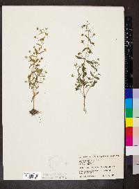 Gratiola neglecta image