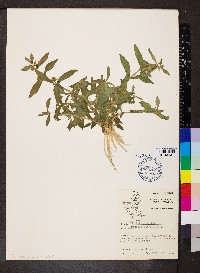 Gratiola virginiana image