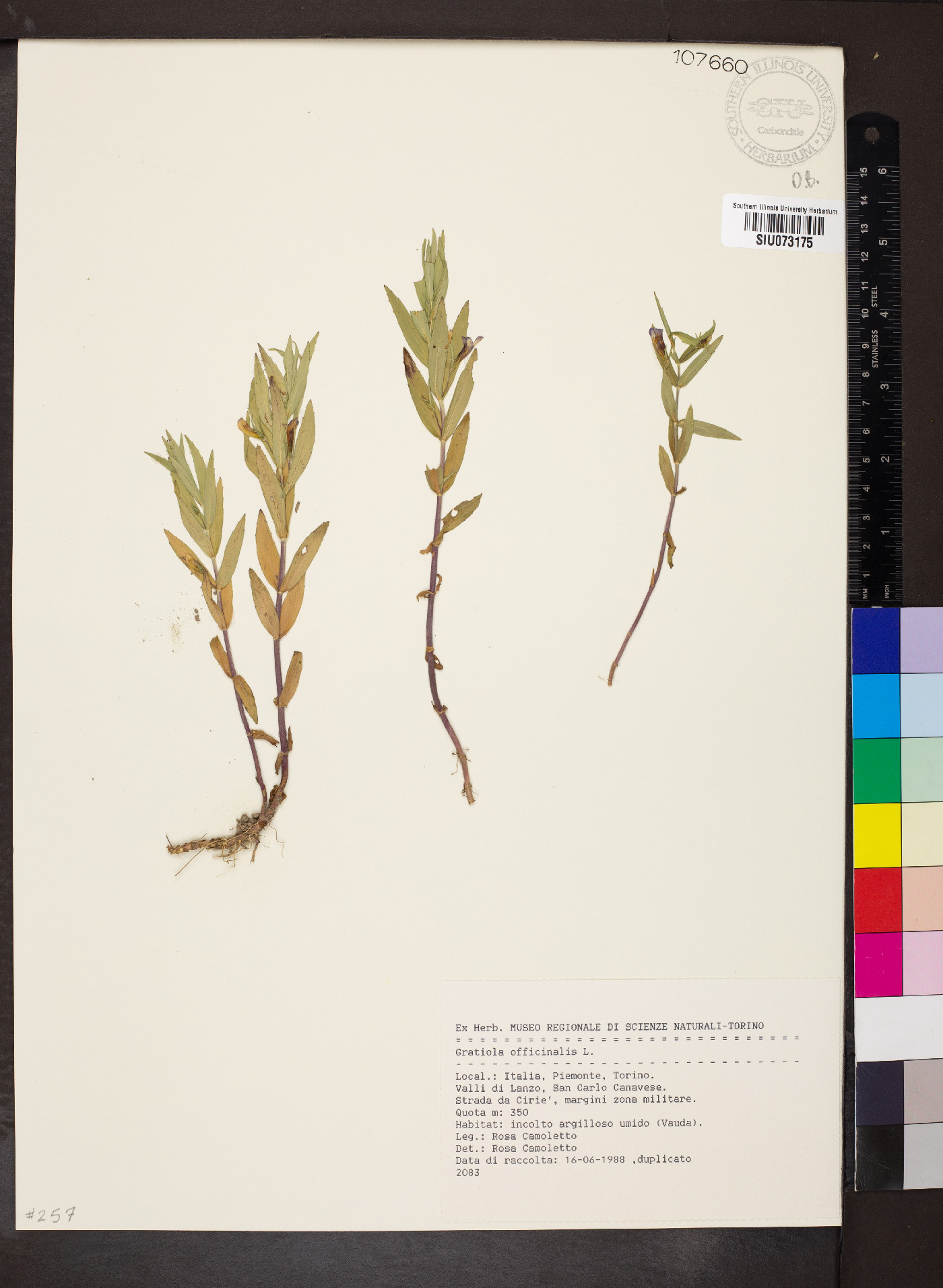 Gratiola officinalis image