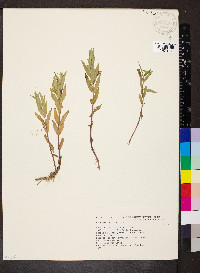 Gratiola officinalis image