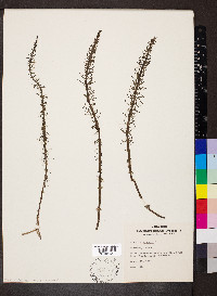 Hippuris vulgaris image