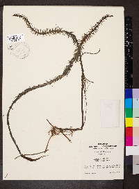Hippuris vulgaris image