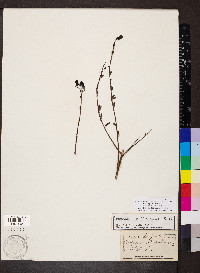 Keckiella antirrhinoides image