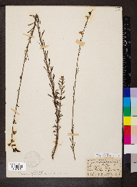 Linaria repens image