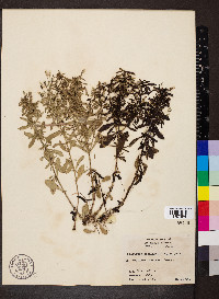 Mecardonia acuminata image