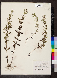 Mecardonia acuminata image