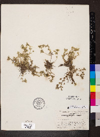 Mecardonia procumbens image