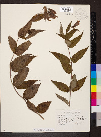 Nothochelone nemorosa image