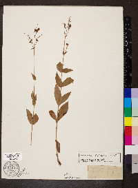 Penstemon calycosus image