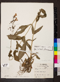 Penstemon calycosus image