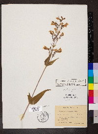 Penstemon calycosus image