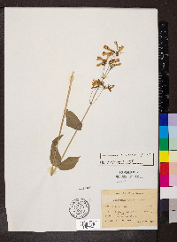 Penstemon calycosus image