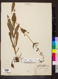 Penstemon calycosus image