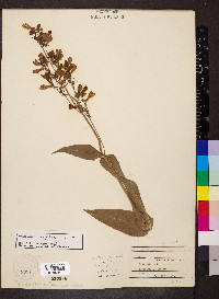 Penstemon calycosus image