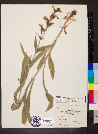 Penstemon calycosus image