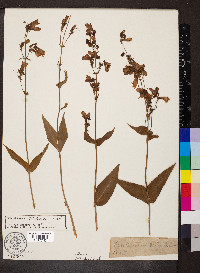 Penstemon calycosus image