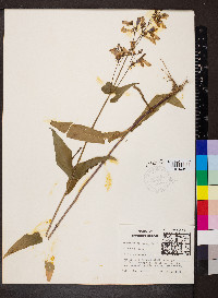 Penstemon calycosus image