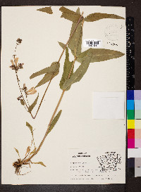 Penstemon calycosus image