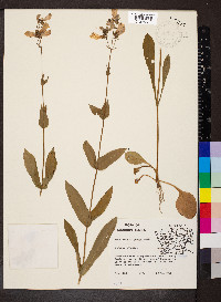 Penstemon calycosus image