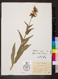 Penstemon calycosus image