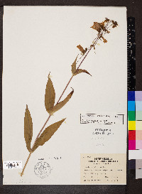 Penstemon calycosus image