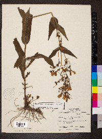 Penstemon calycosus image