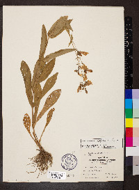 Penstemon calycosus image