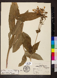 Penstemon calycosus image