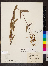 Penstemon calycosus image