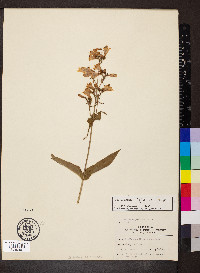 Penstemon calycosus image