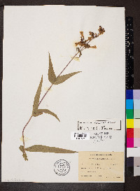 Penstemon calycosus image