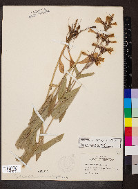 Penstemon calycosus image