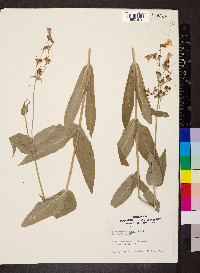 Penstemon calycosus image