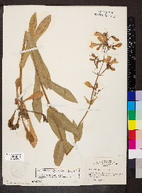 Penstemon digitalis image