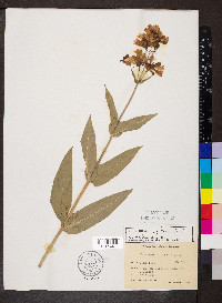 Penstemon digitalis image