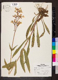 Penstemon digitalis image