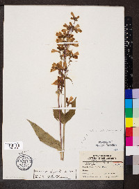 Penstemon digitalis image