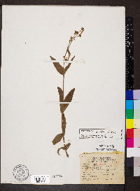 Penstemon pallidus image