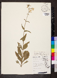 Penstemon pallidus image