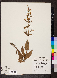 Penstemon pallidus image