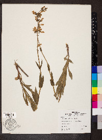 Penstemon pallidus image