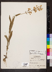 Penstemon pallidus image