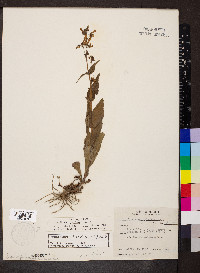 Penstemon pallidus image