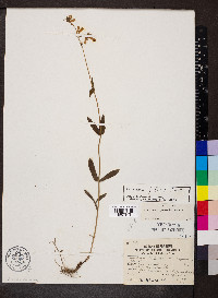 Penstemon pallidus image