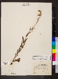 Penstemon pallidus image