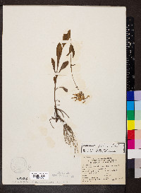 Penstemon pallidus image