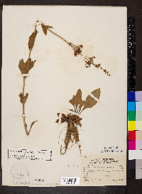 Penstemon pallidus image